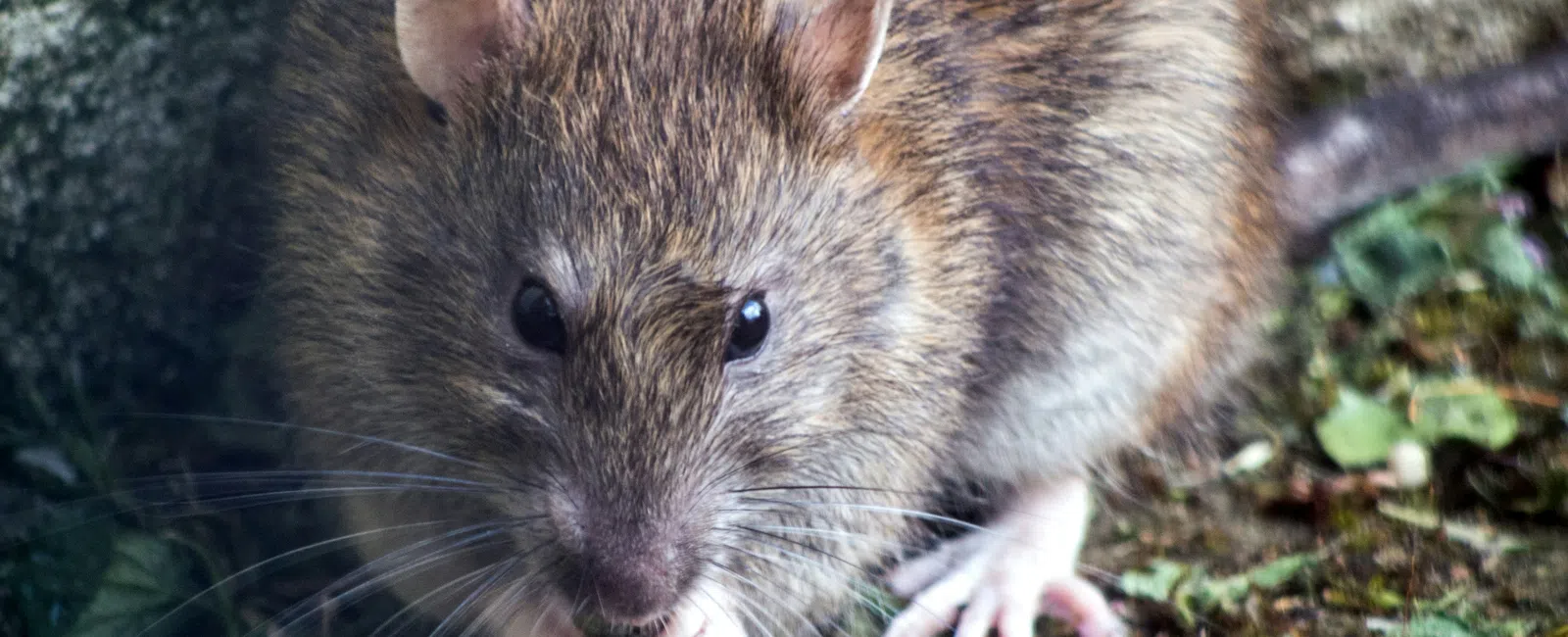 Close-up of a brown rat with whiskers holding food near a stone wall and green foliage on the ground.