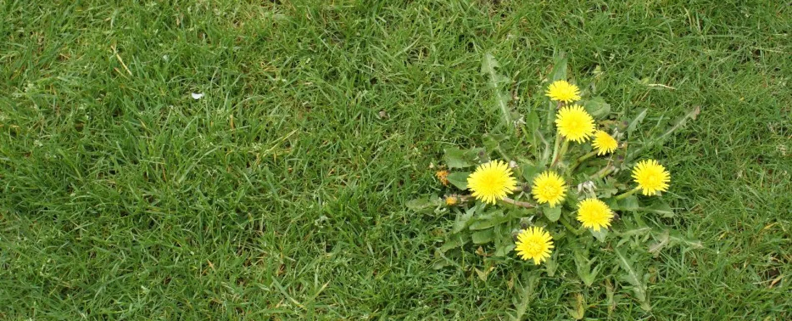 Cluster of bright yellow dandelion flowers growing in a green grassy lawn.
