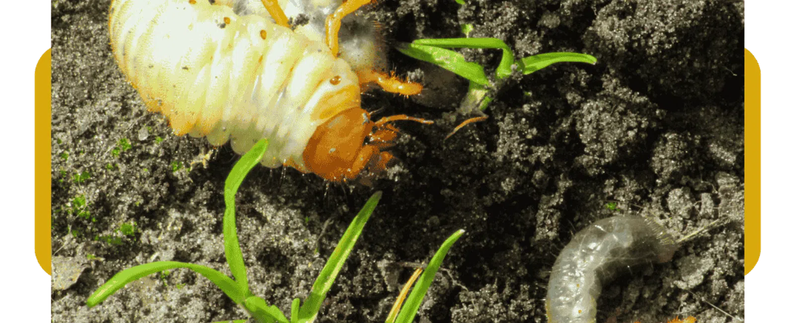 Close-up of white grubs with orange heads in soil among green grass blades.