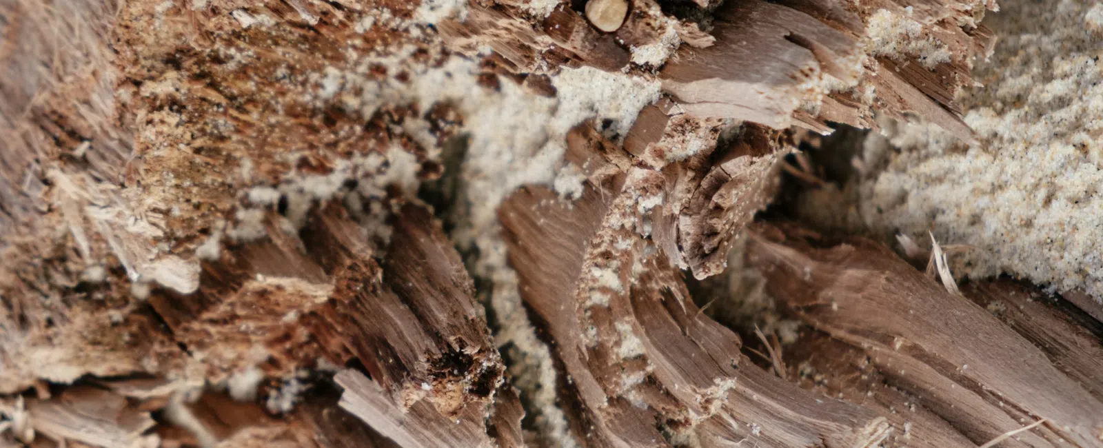 Close-up of decayed, fragmented wood with sawdust and intricate splinter textures in natural brown tones.