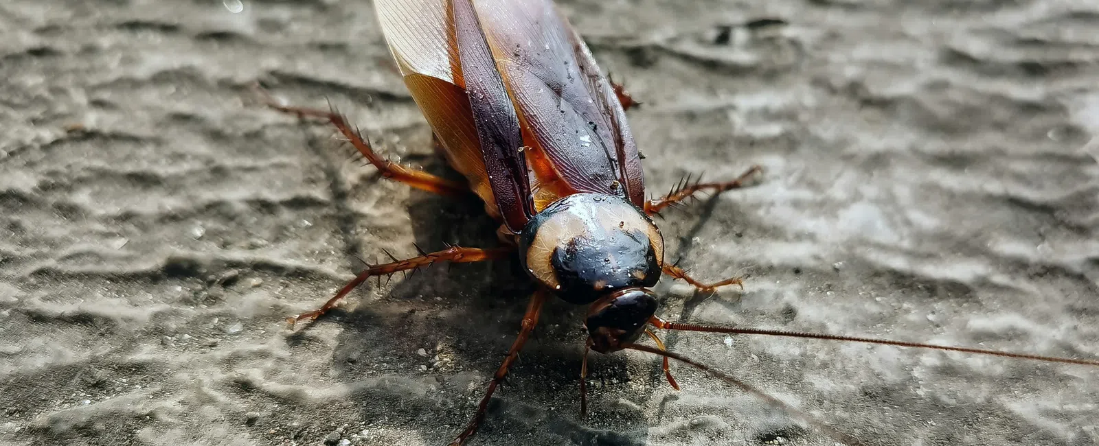 Close-up of a brown cockroach with spread wings on a rough gray surface in natural light.