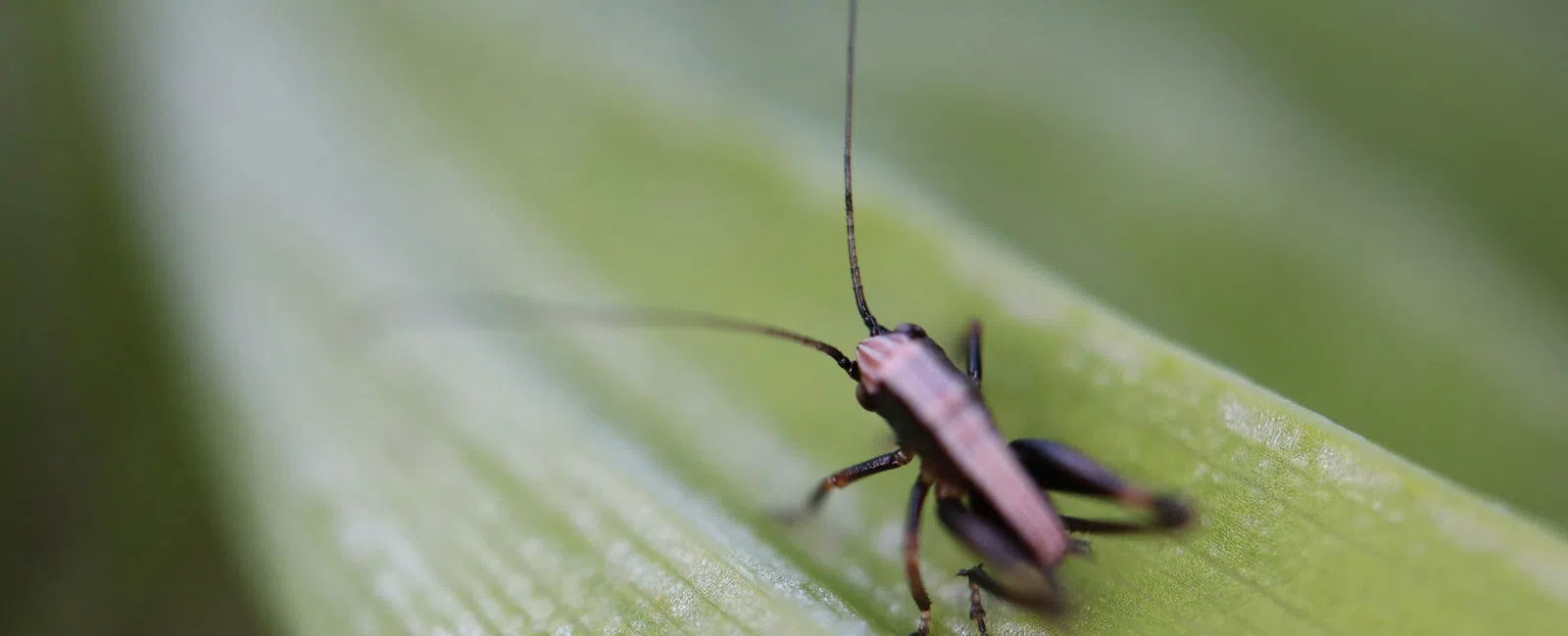 Close-up of a small cricket with long antennae on a green leaf in natural light.