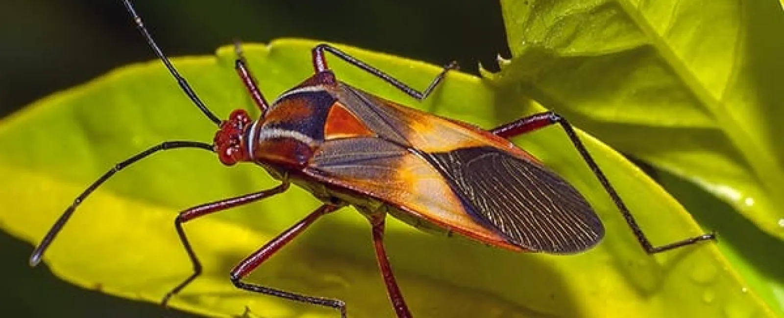Close-up of a colorful insect with long antennae resting on bright green leaves in natural light
