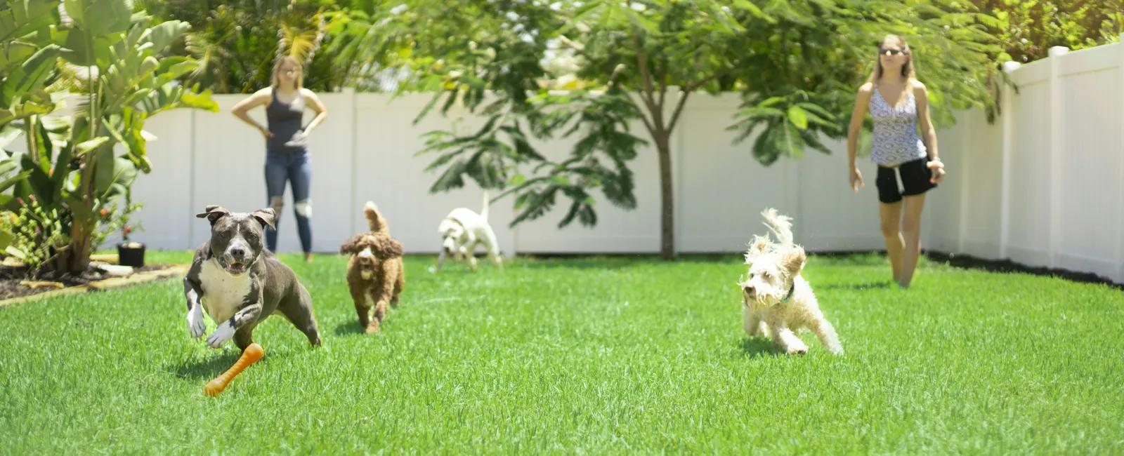 Four dogs running on green grass in a backyard with two women watching near a white fence on a sunny day