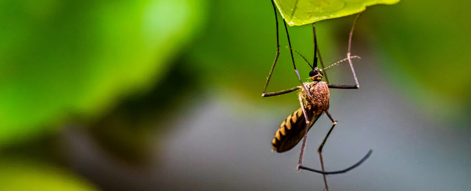 Close-up of a mosquito hanging from a green leaf with blurred natural background in soft light.