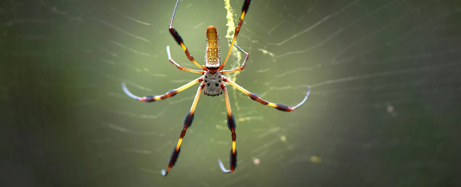 Close-up of colorful spider with long legs on a detailed web against a blurred green background.