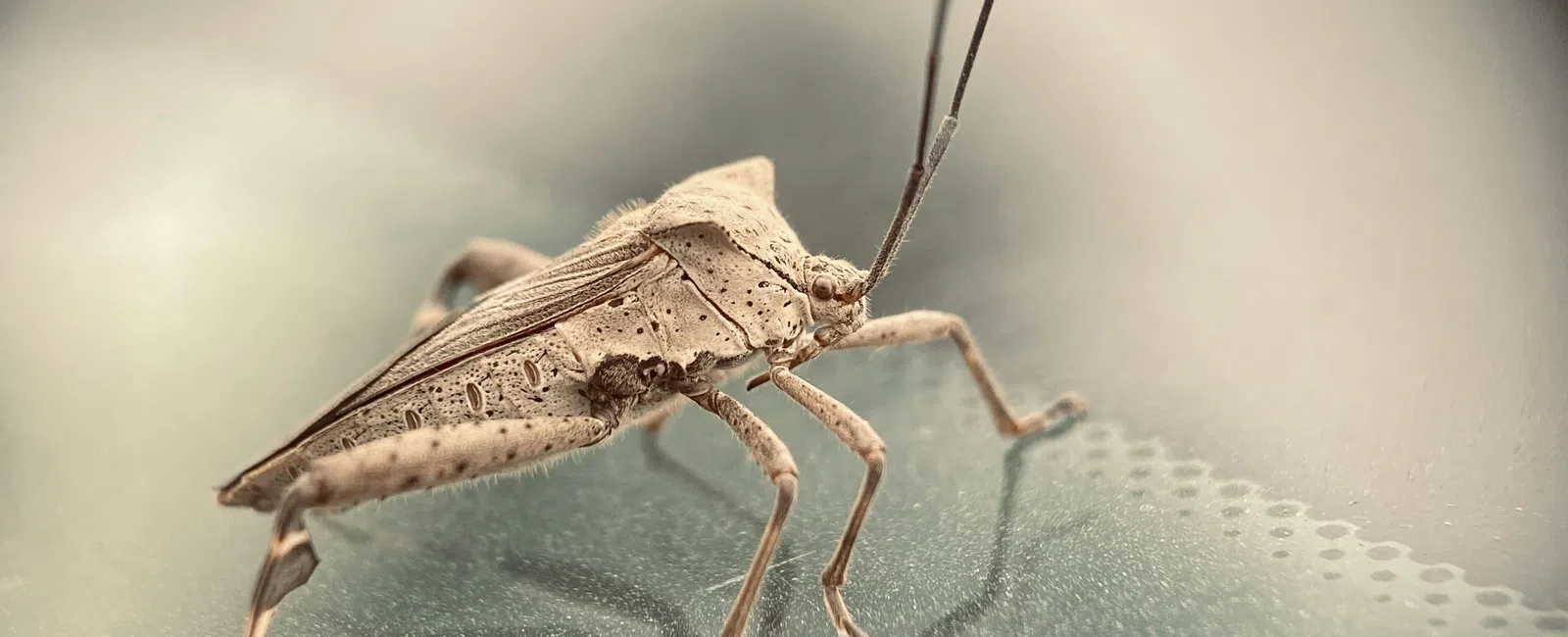 Close-up of a brown shield bug with long antennae standing on a reflective surface.