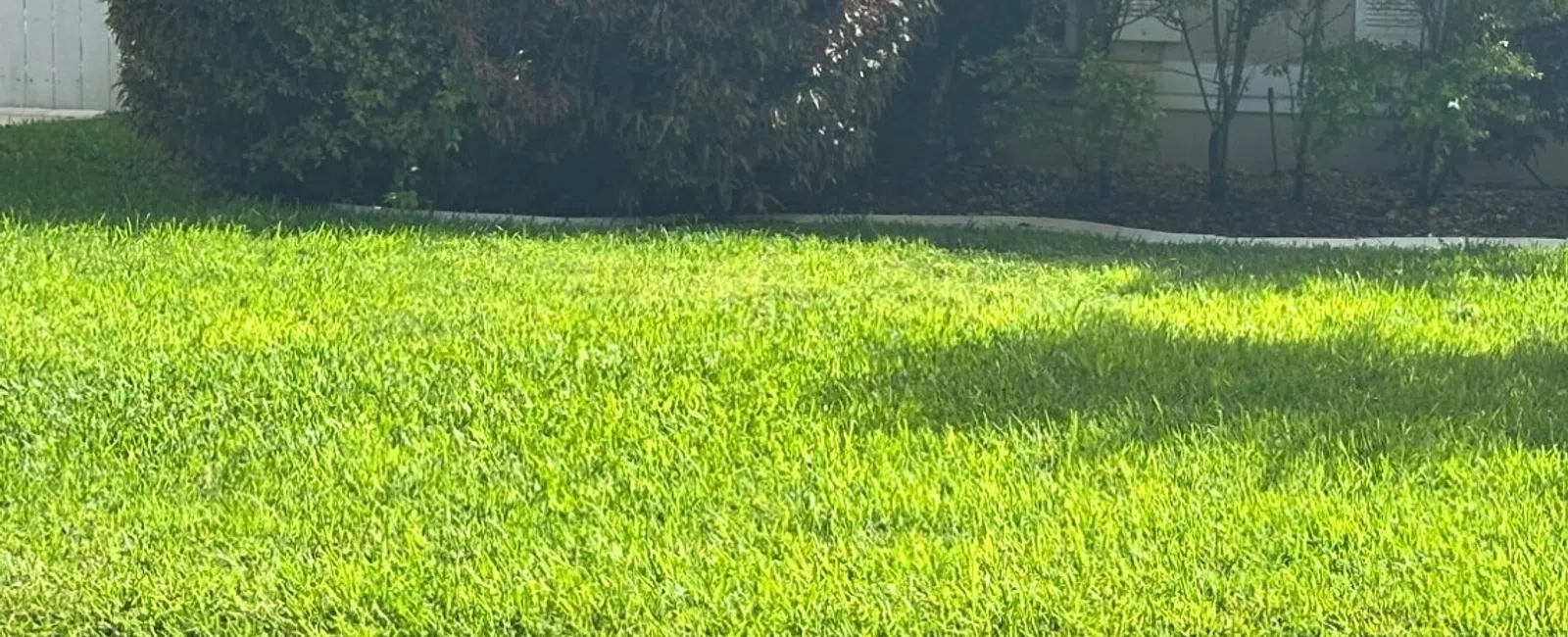 Green lawn with trimmed bushes and palm trees in front of a residential house under sunlight