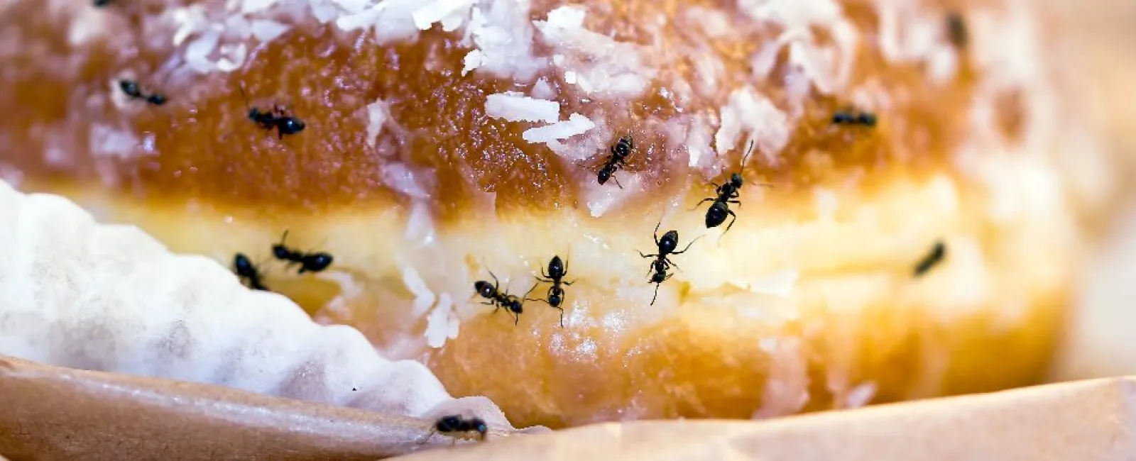 Close-up of ants crawling on a sweet, glazed pastry with coconut flakes and paper wrapping.