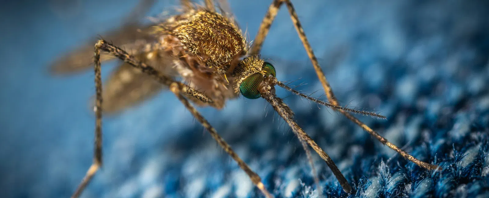 Close-up macro of a mosquito with detailed green eyes and legs on blue fabric surface.