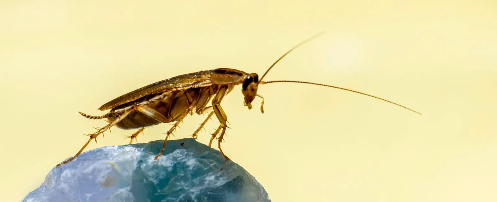 Close-up of a brown cockroach on a blue rock with a soft yellow background in bright light.