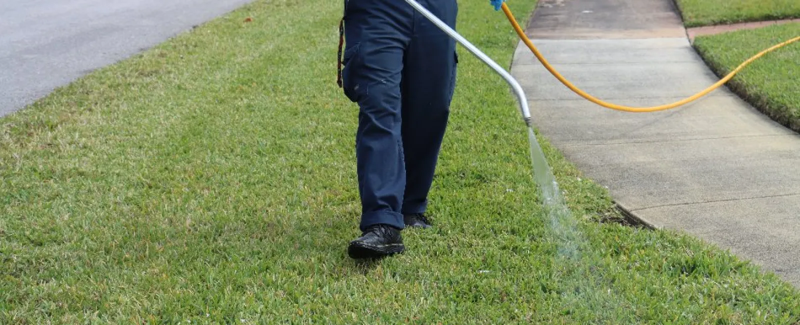 Person applying herbicide with sprayer on lawn next to sidewalk in residential area.