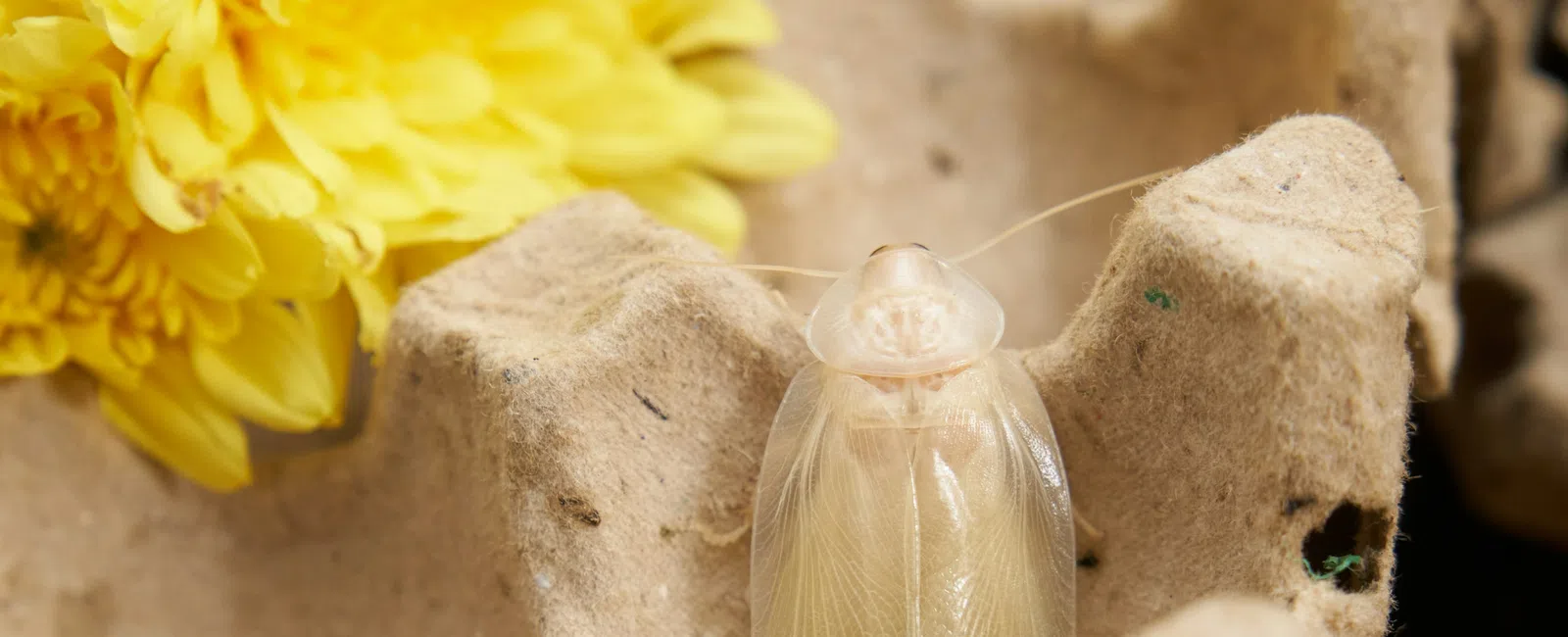 Close-up of a pale cream-colored insect resting on a textured beige surface with yellow flowers in the background