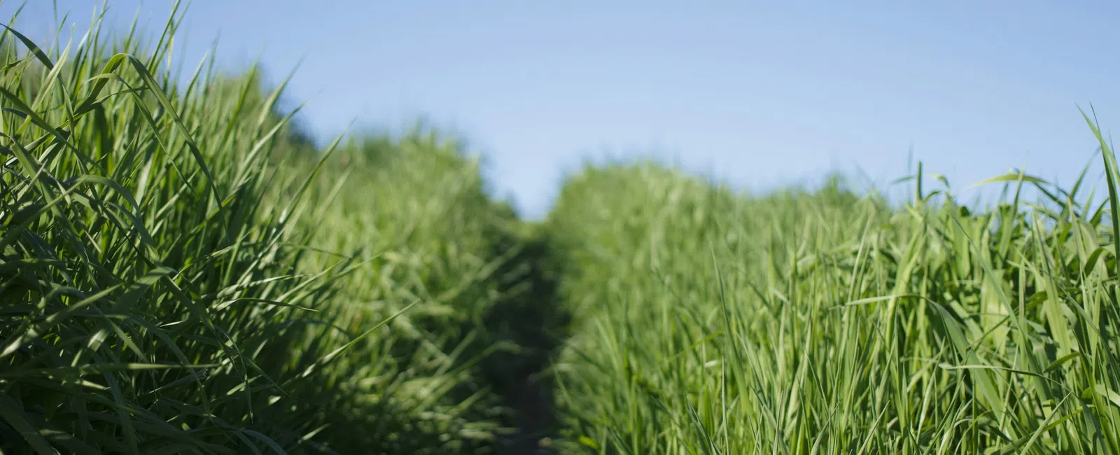 Narrow dirt path cutting through tall, lush green grass under a clear blue sky on a sunny day