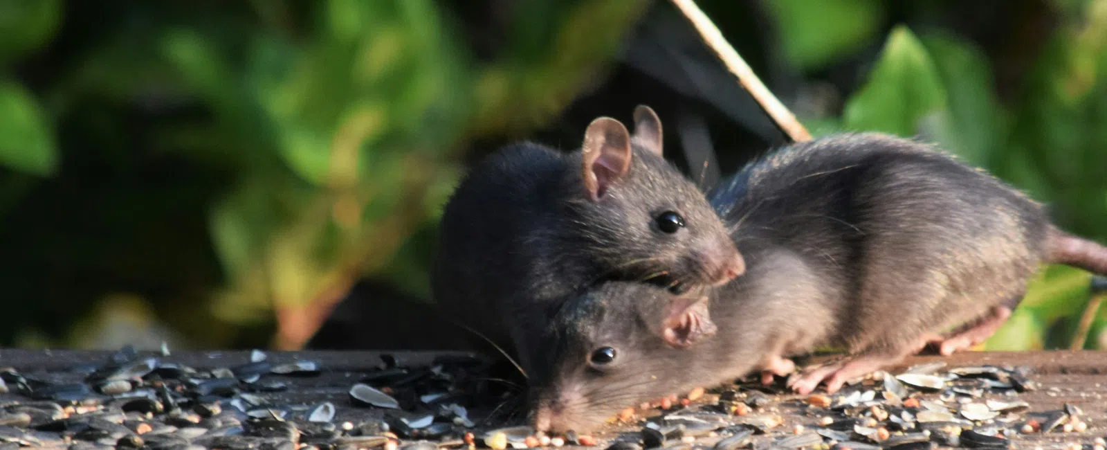 Two black mice on a wooden surface covered with scattered seeds, surrounded by green foliage in background
