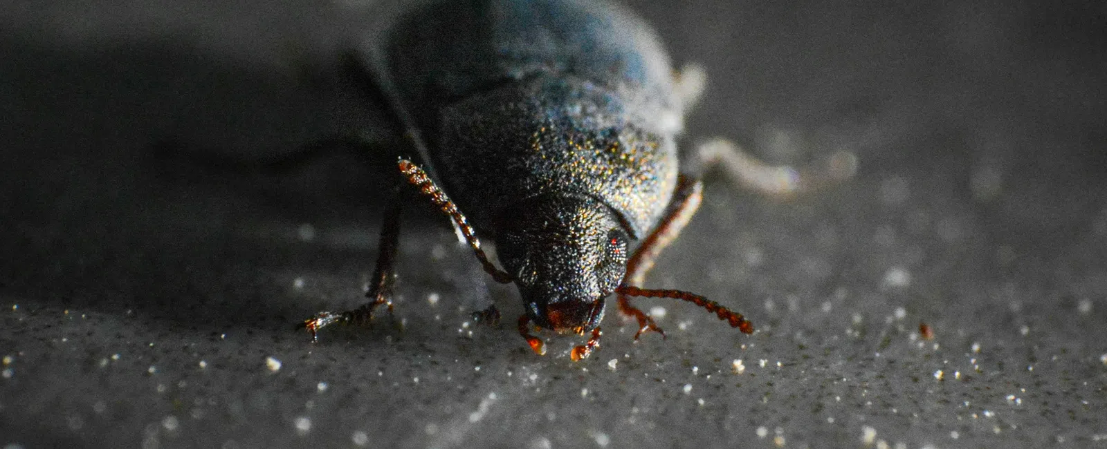 Close-up image of a black beetle with red antennae on a textured dark surface with scattered particles.