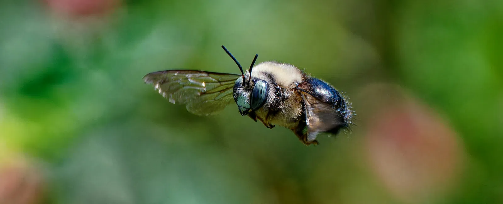 Close-up of a bumblebee in mid-flight with translucent wings against a blurred green background