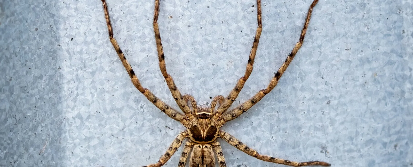 Brown spider with long legs on a textured light gray metal surface, centered in the frame.