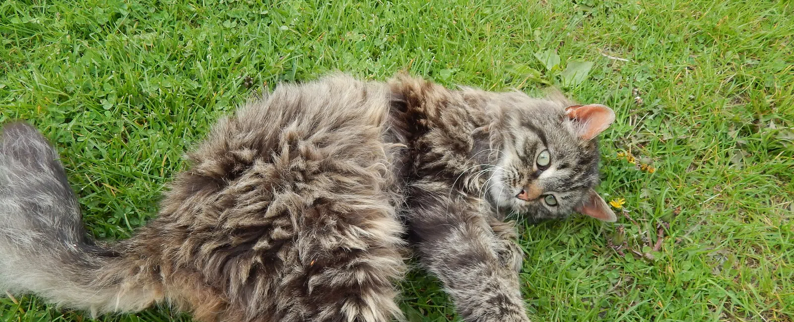 Fluffy gray tabby cat lying on green grass looking curiously at the camera on a sunny day.