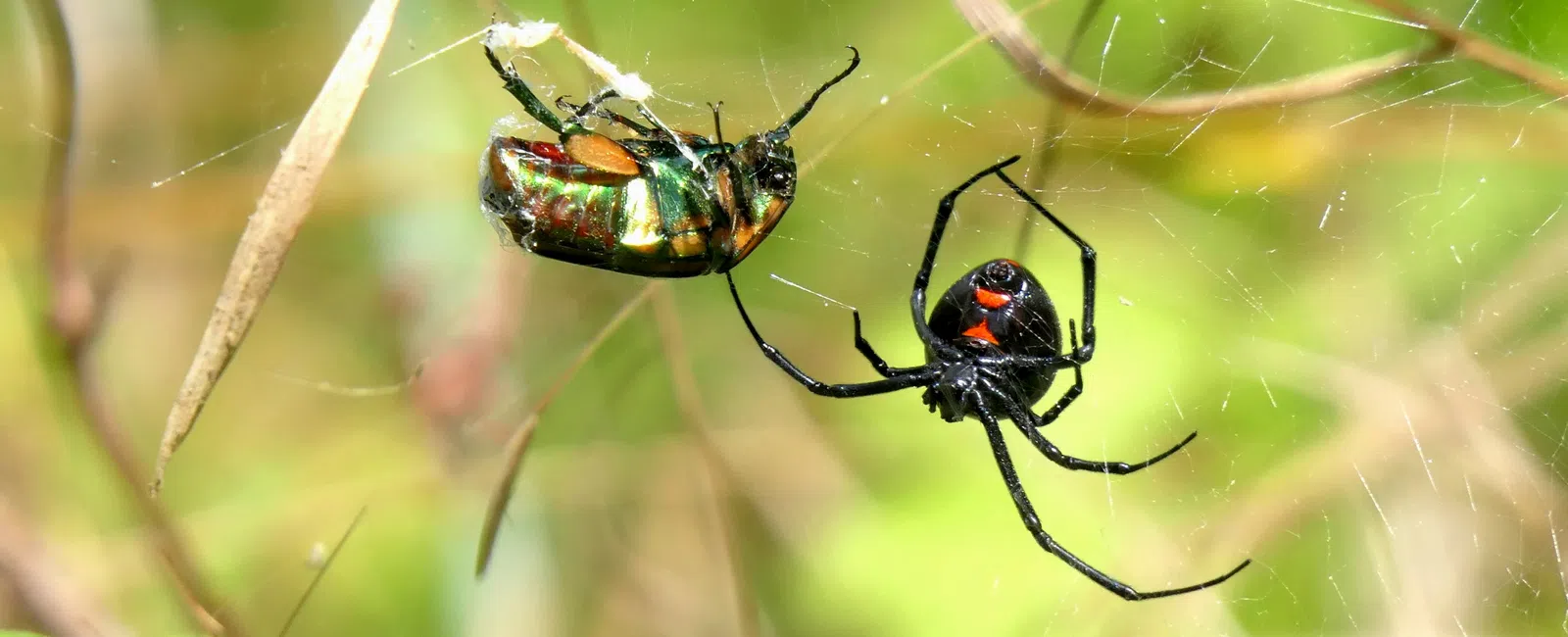 Black widow spider with red hourglass marking wrapping a captured iridescent beetle in its web outdoors.