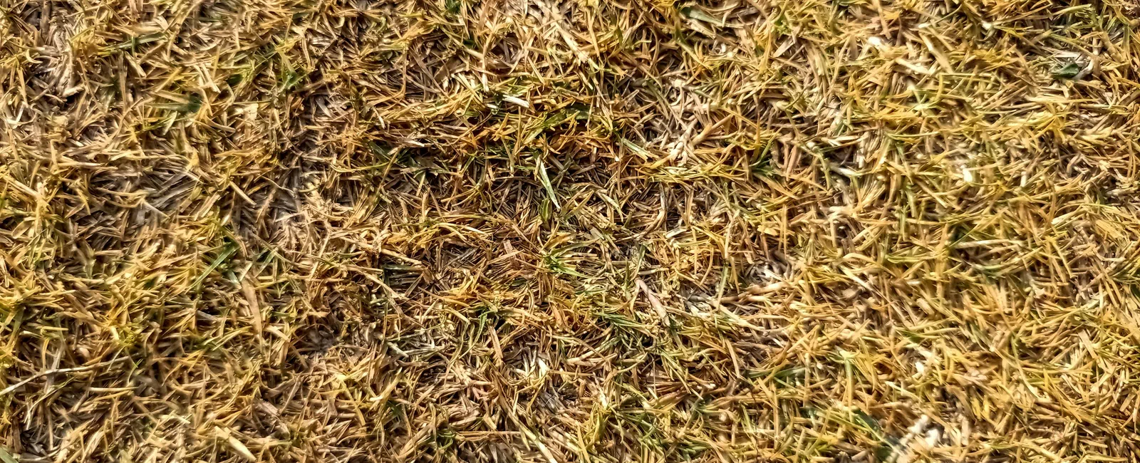 Close-up of dry, brown grass with sparse green patches, showing a rough and brittle texture under sunlight