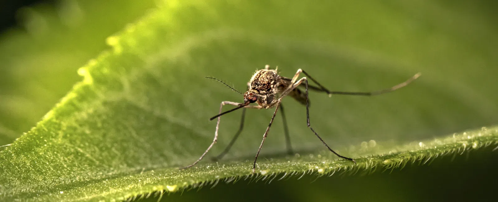 Close-up of a mosquito resting on a bright green leaf with detailed texture and sunlight highlights