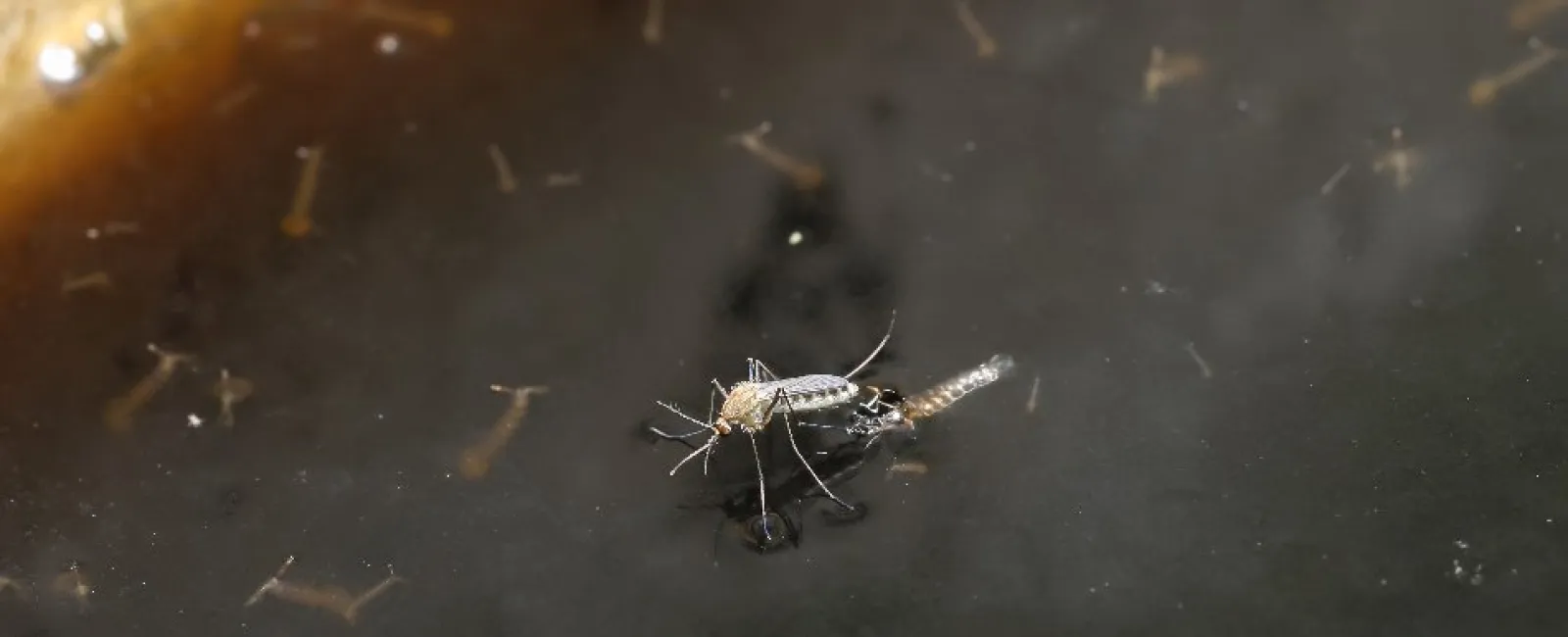Close-up of a mosquito on still water with larvae visible around it in a natural environment.