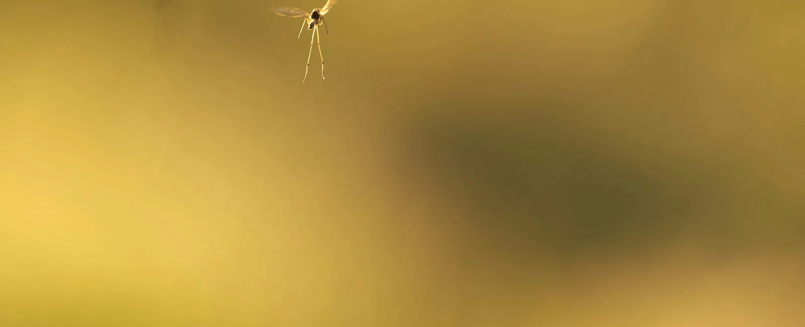 Close-up of flying mosquitoes with blurred golden background during sunset or sunrise.