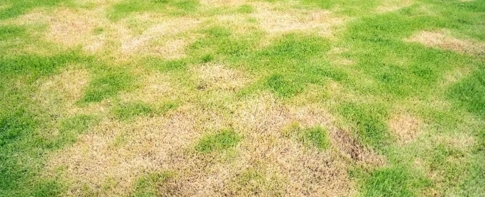 Patchy lawn with uneven green and brown grass showing signs of dryness or disease.