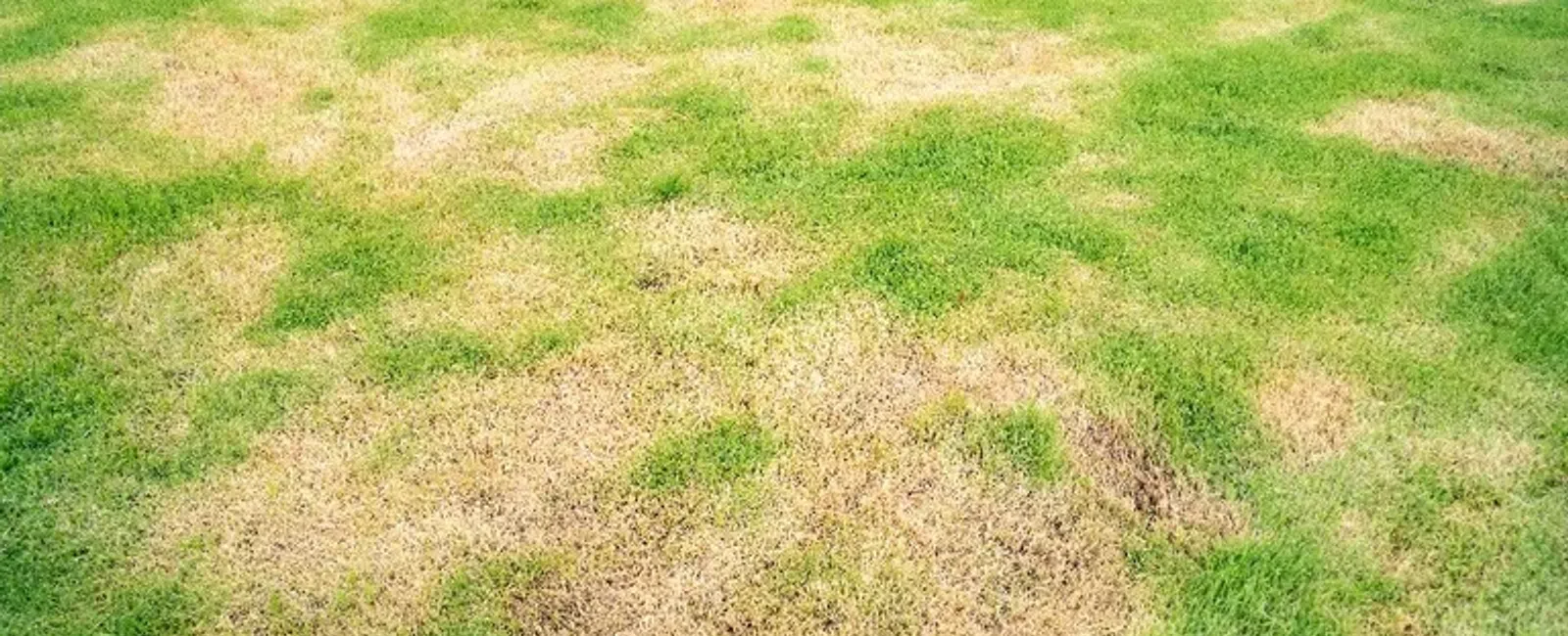 Patchy lawn with brown, dry spots scattered across green grass under sunlight.