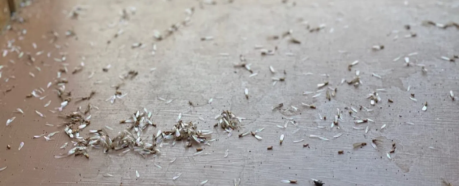 Close-up of dead termites scattered on a wooden windowsill with natural light from outside.