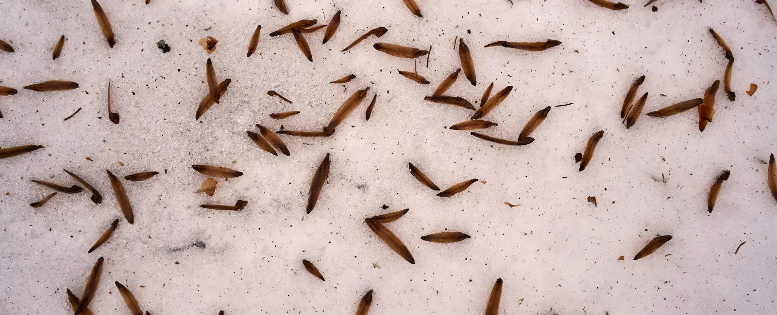 Signs of Termites in Miami-Dade, Broward & Palm Beach Counties