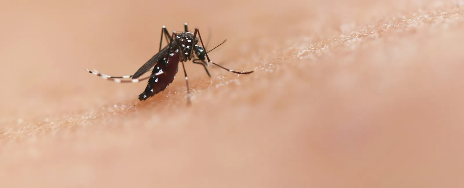 Close-up of a mosquito biting human skin, showing detailed body and wings on a beige background.