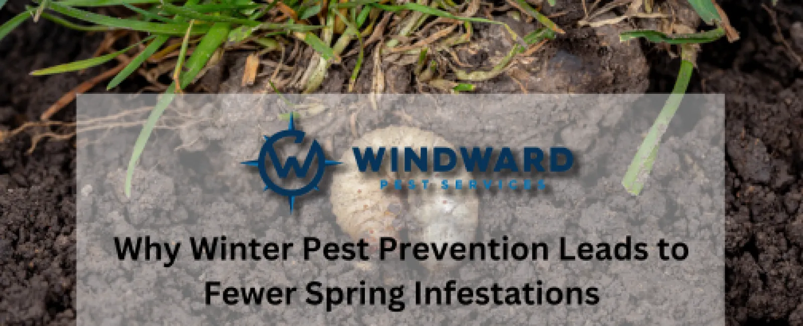 Why Winter Pest Prevention Leads to Fewer Spring Infestations