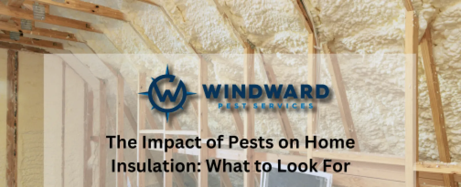 The Impact of Pests on Home Insulation: What to Look For