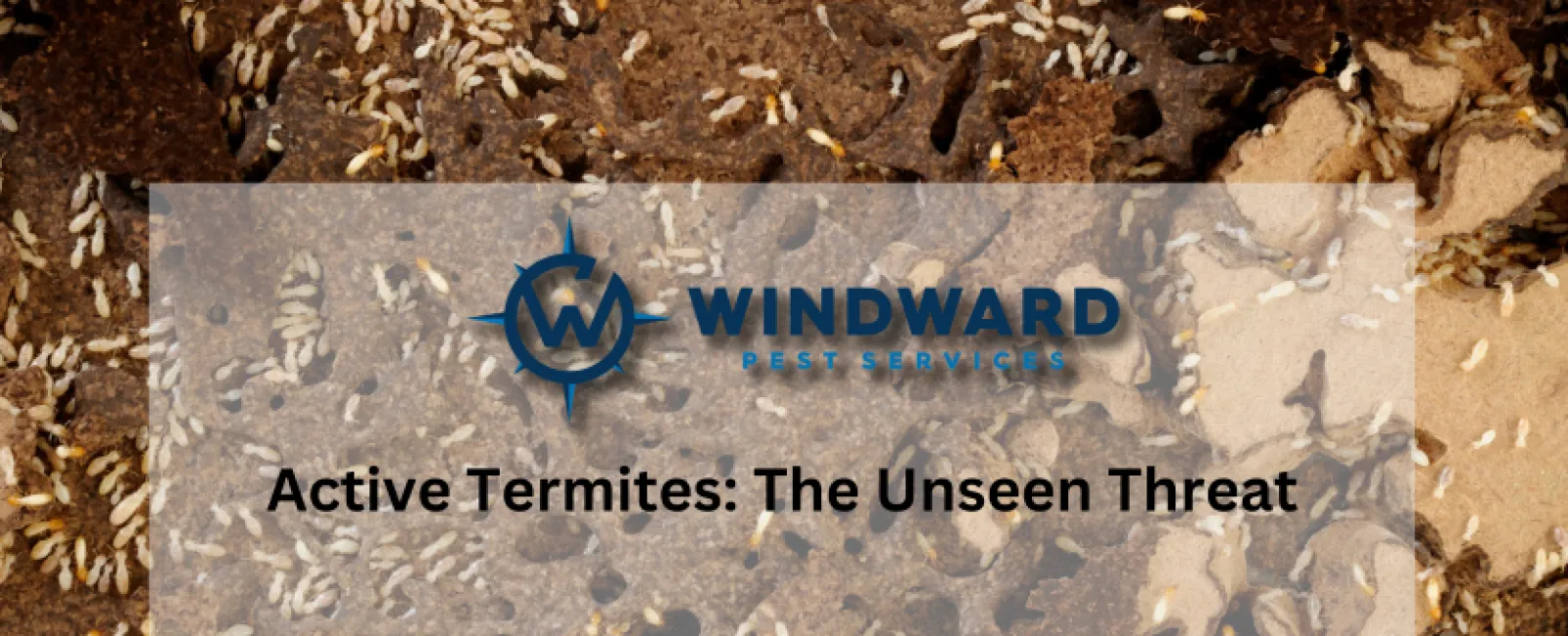 Active Termites: The Unseen Threat