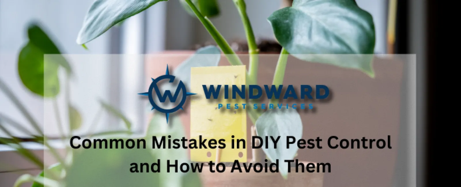 Common Mistakes in DIY Pest Control and How to Avoid Them