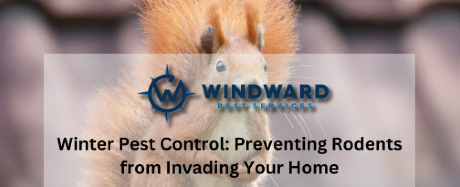 Winter Pest Control: Preventing Rodents from Invading Your Home