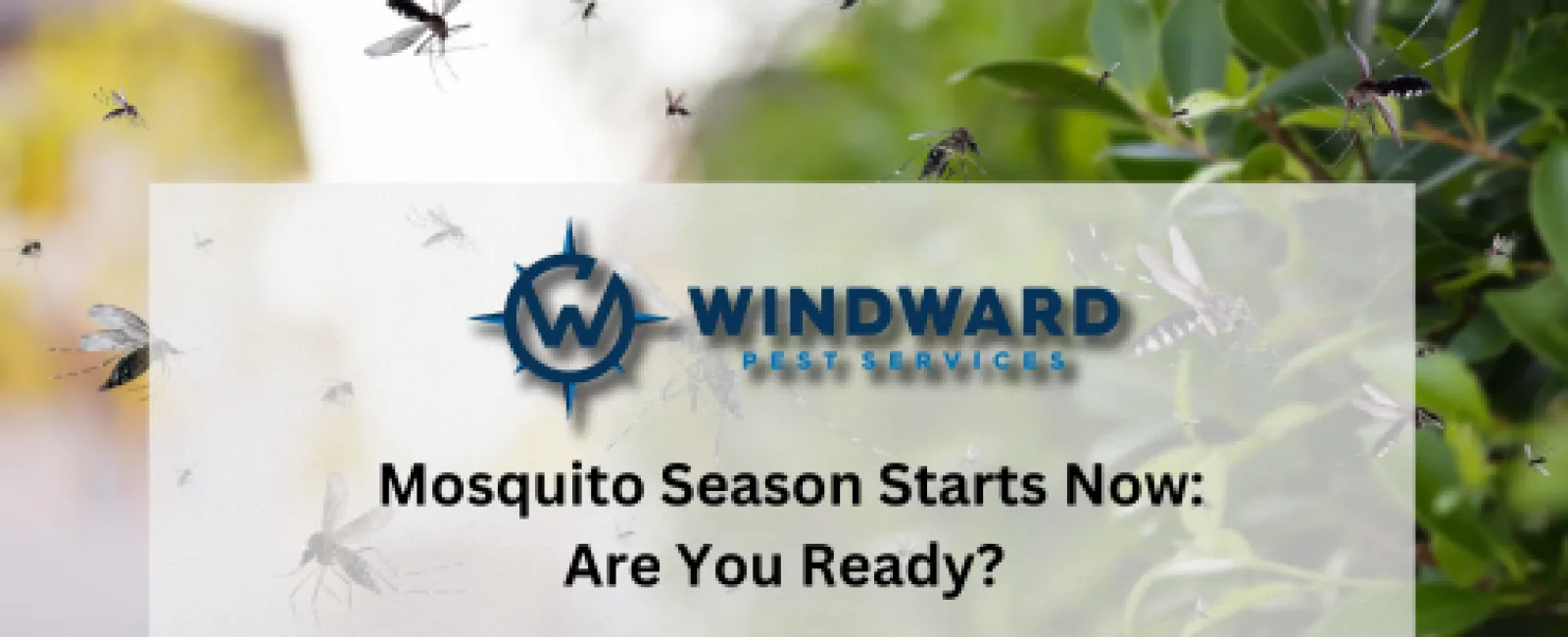 Windward Pest Services promotes mosquito control for the upcoming season with visuals of mosquitoes and greenery.