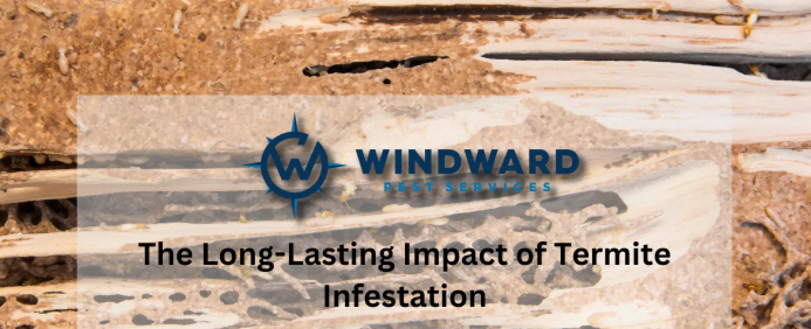 The Long-Lasting Impact of Termite Infestation