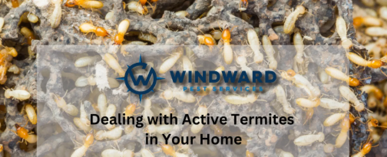 Dealing with Active Termites in Your Home