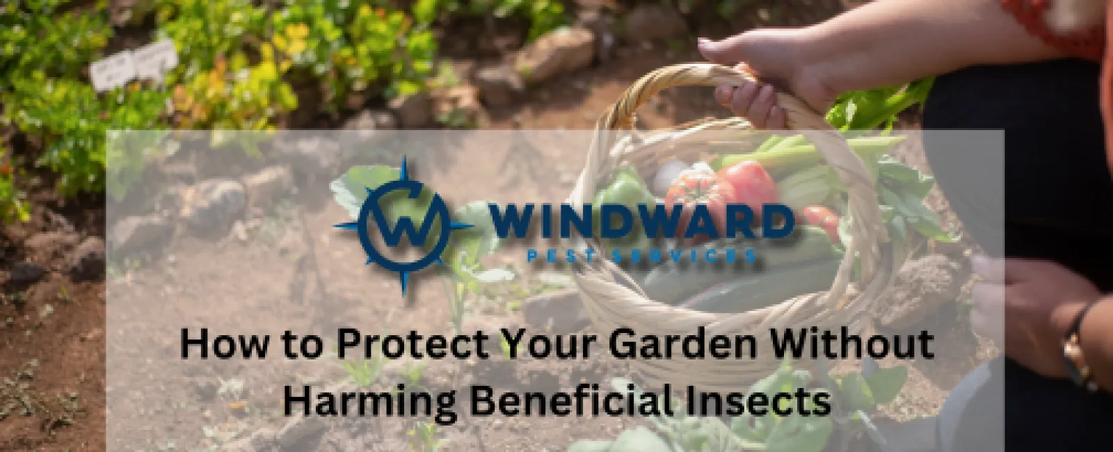 How to Protect Your Garden Without Harming Beneficial Insects