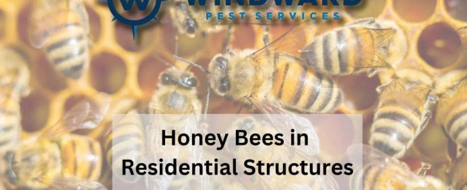 Honey Bees in Residential Structures