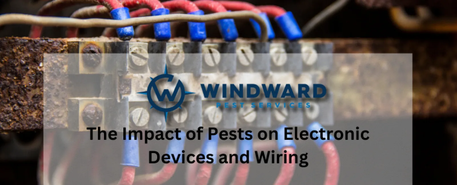 The Impact of Pests on Electronic Devices and Wiring