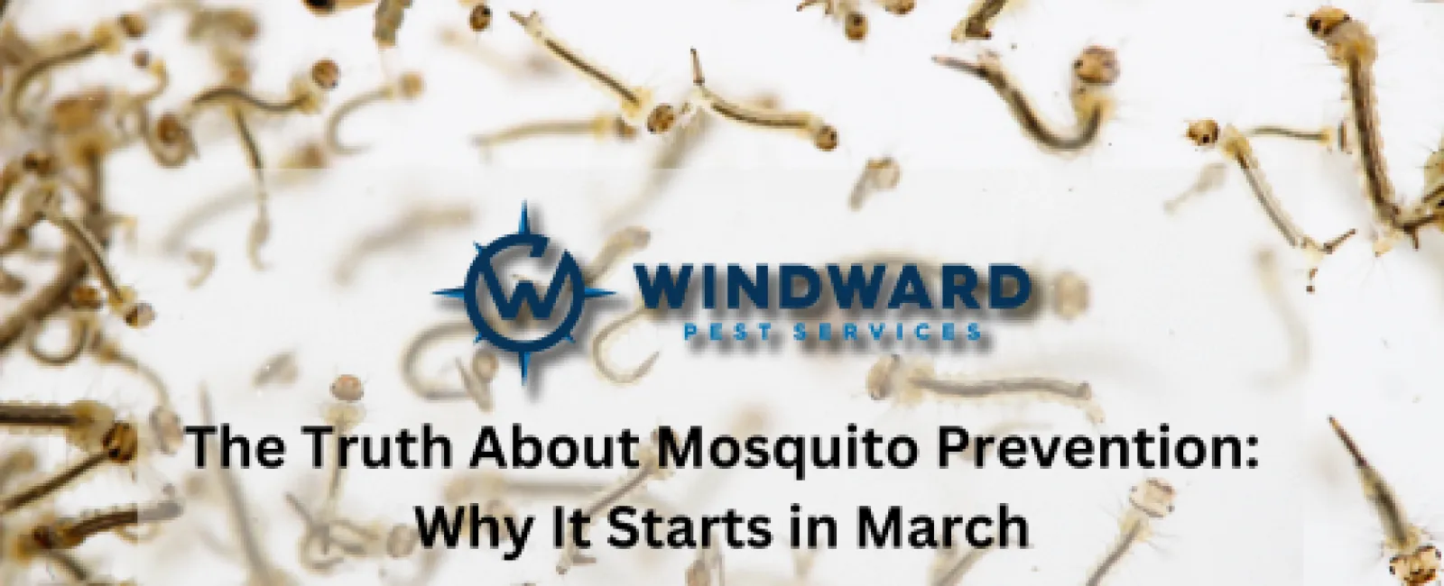 The Truth About Mosquito Prevention: Why It Starts in March