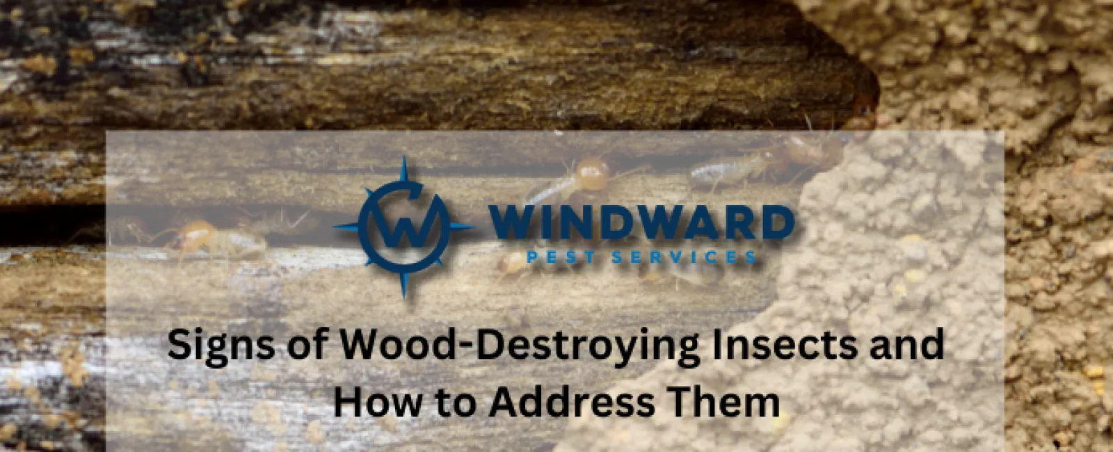 Signs of Wood-Destroying Insects and How to Address Them