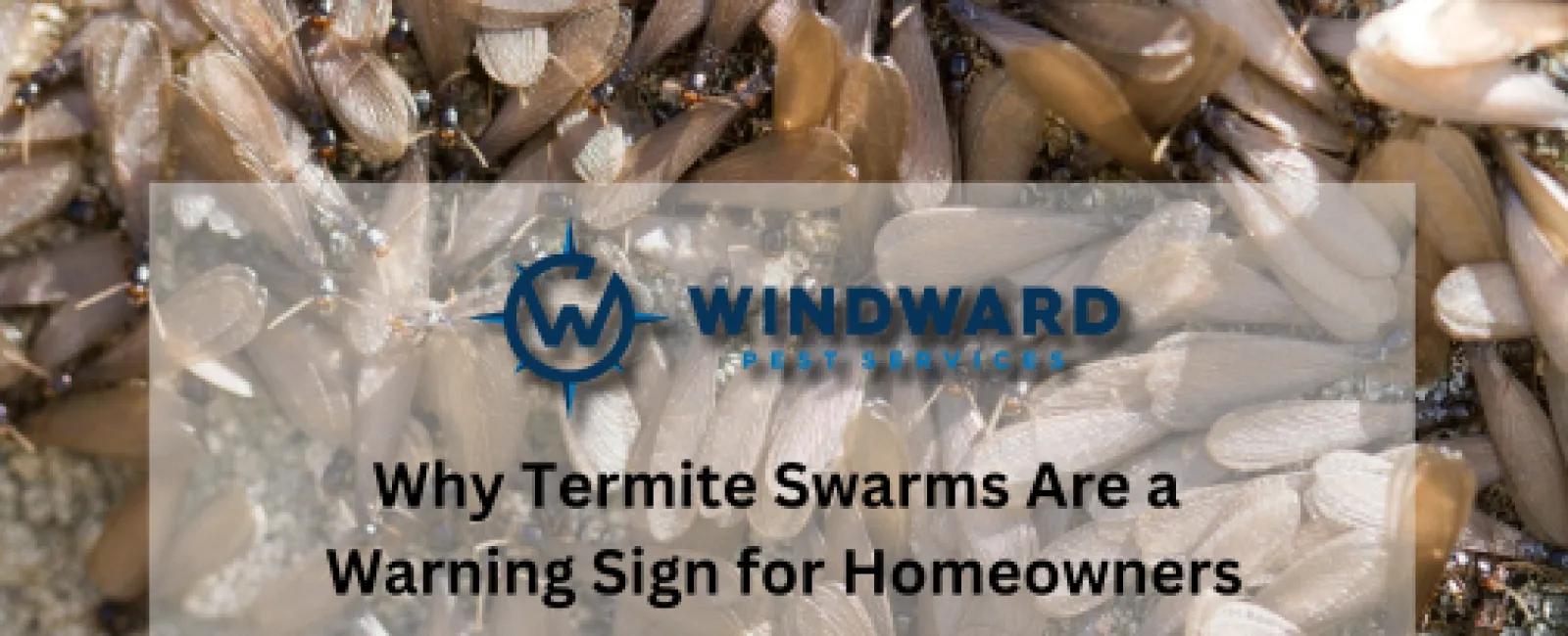 Why Termite Swarms Are a  Warning Sign for Homeowners