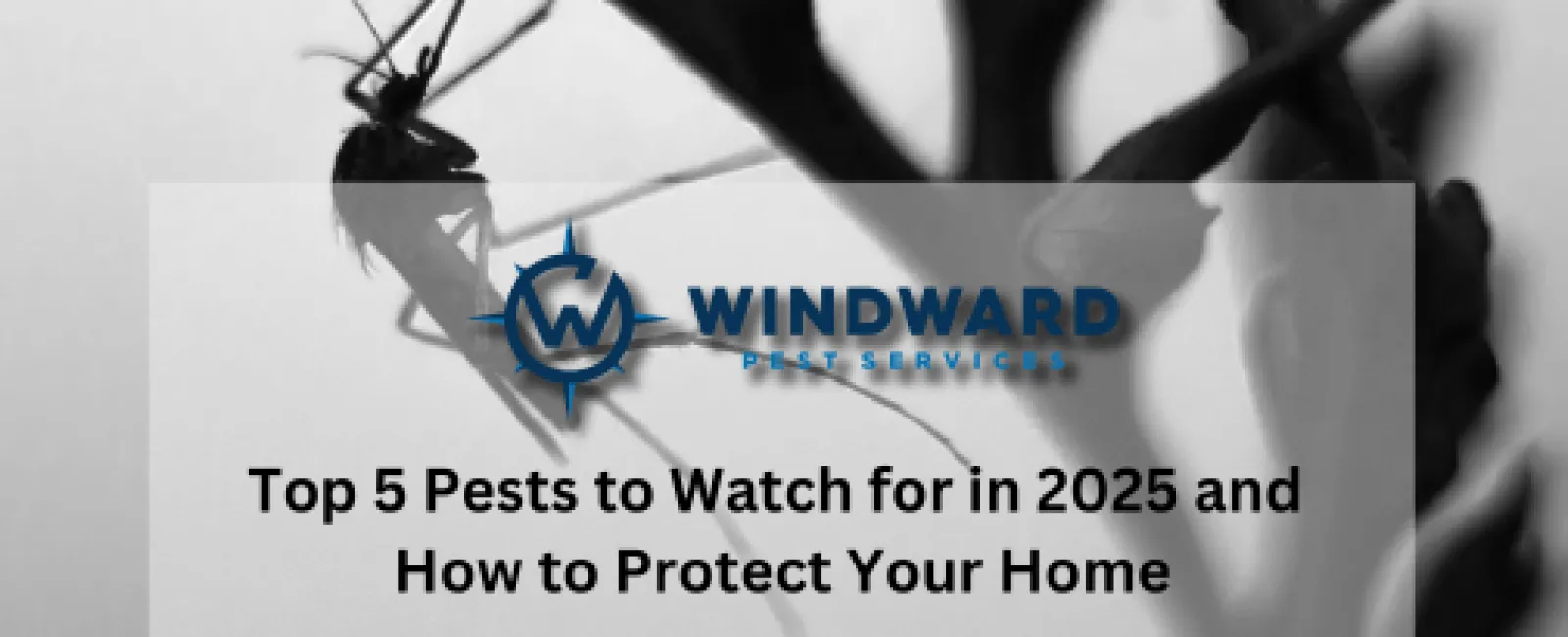 Top 5 Pests to Watch for in 2025 and How to Protect Your Home