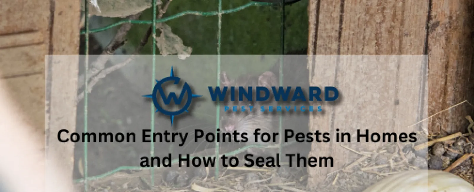 Common Entry Points for Pests in Homes and How to Seal Them