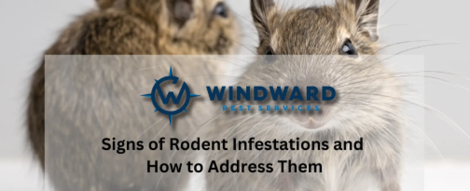 Signs of Rodent Infestations and How to Address Them